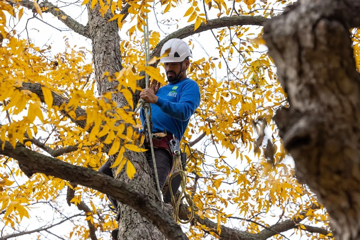 Skilled Tree Planing crew working in Millersville